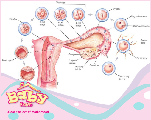 Fertilization And Implantation Motherhood101